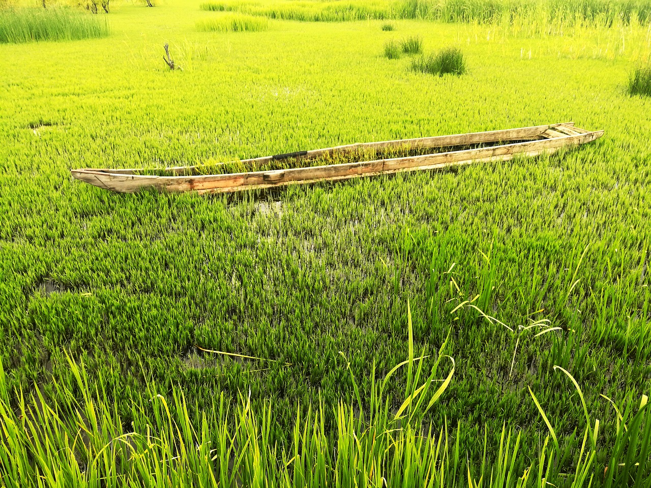 Image - grass ship green