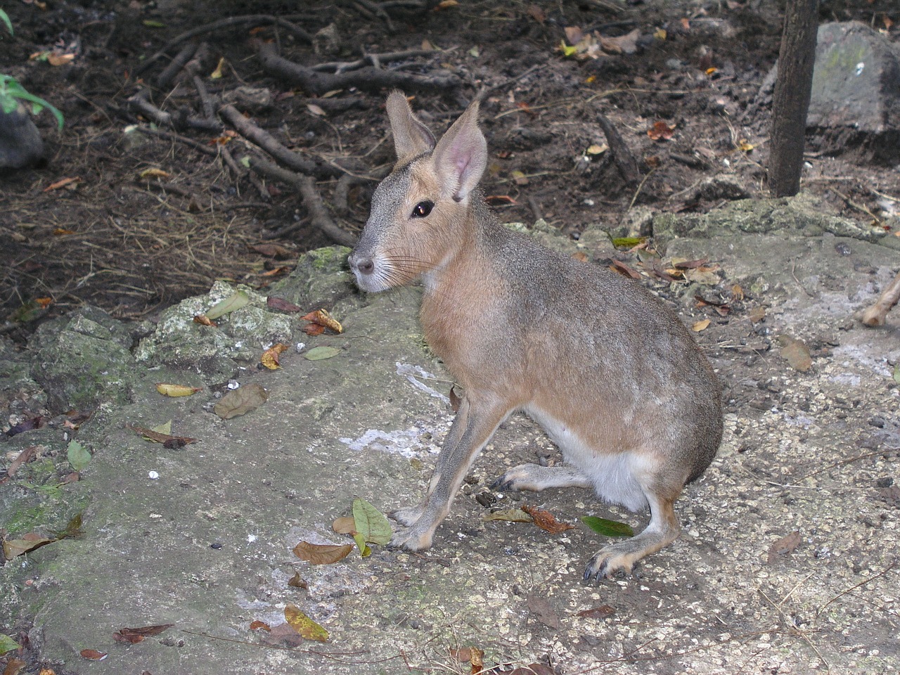 Image - barbados animal nature tropical