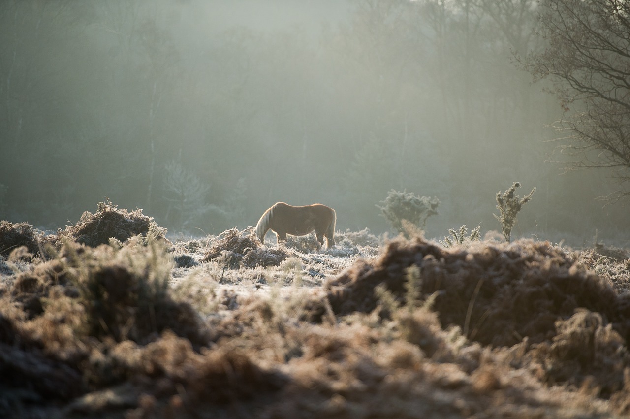 Image - horse animal stem grass bokeh