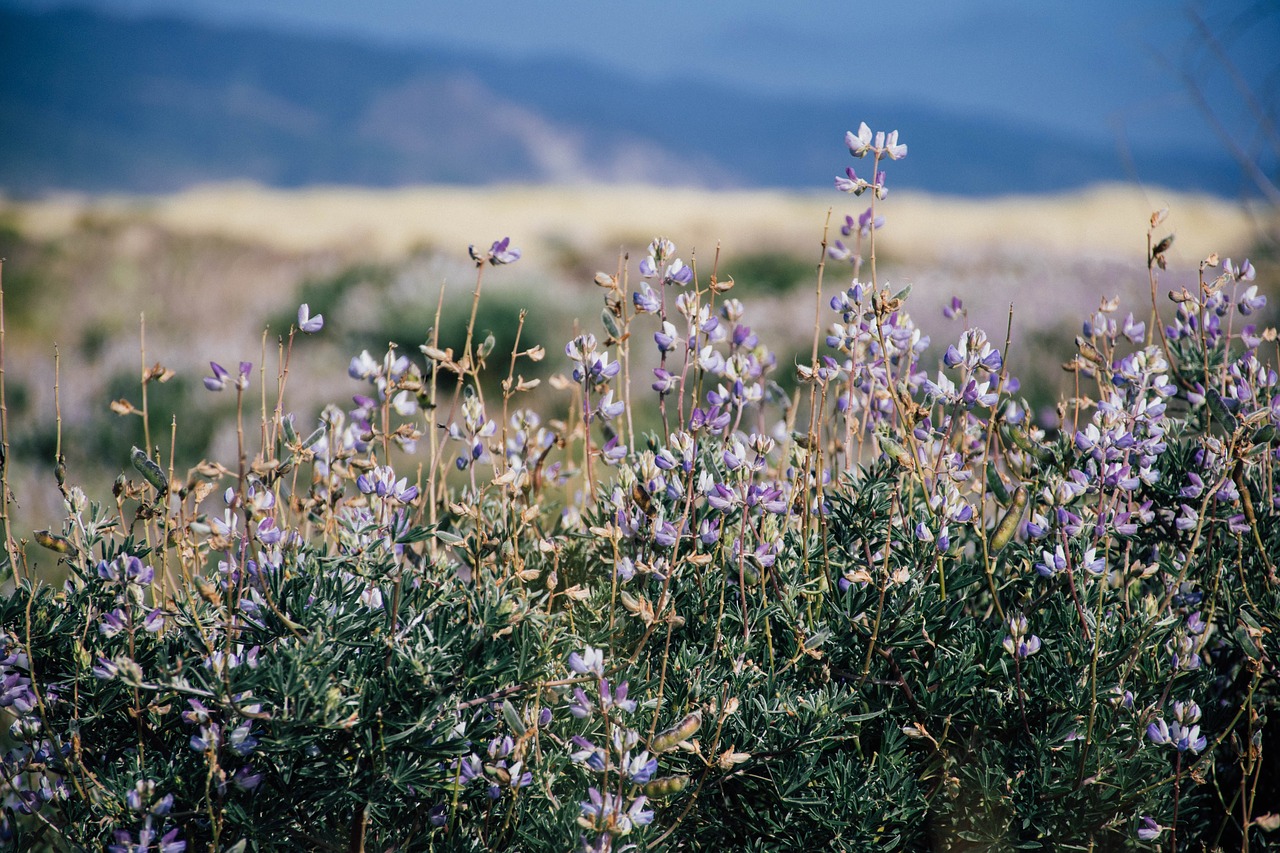 Image - bokeh flowers mountain grass