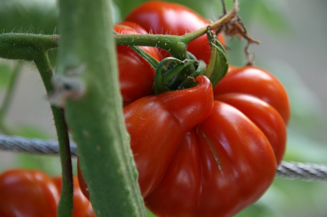 Image - tomato red old variety summer