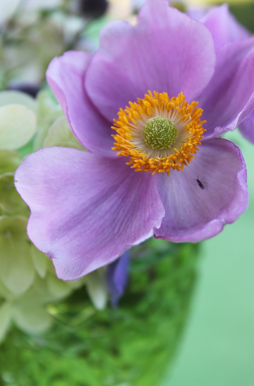 Image - flower garden garden summer flower