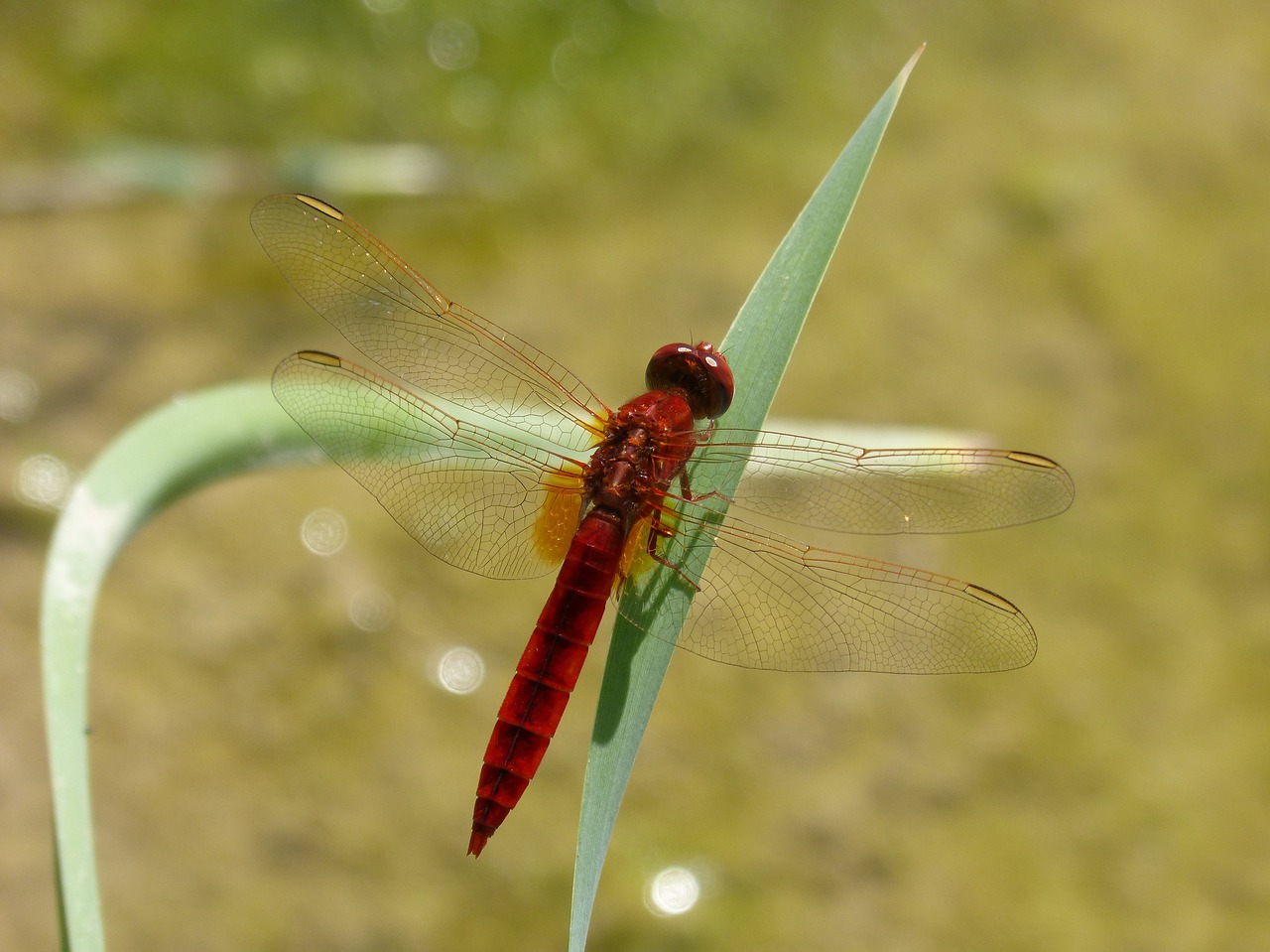 Image - red dragonfly leaf wetland