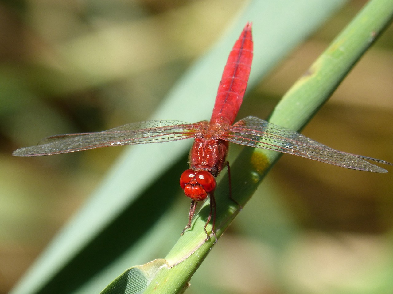 Image - red dragonfly leaf wetland