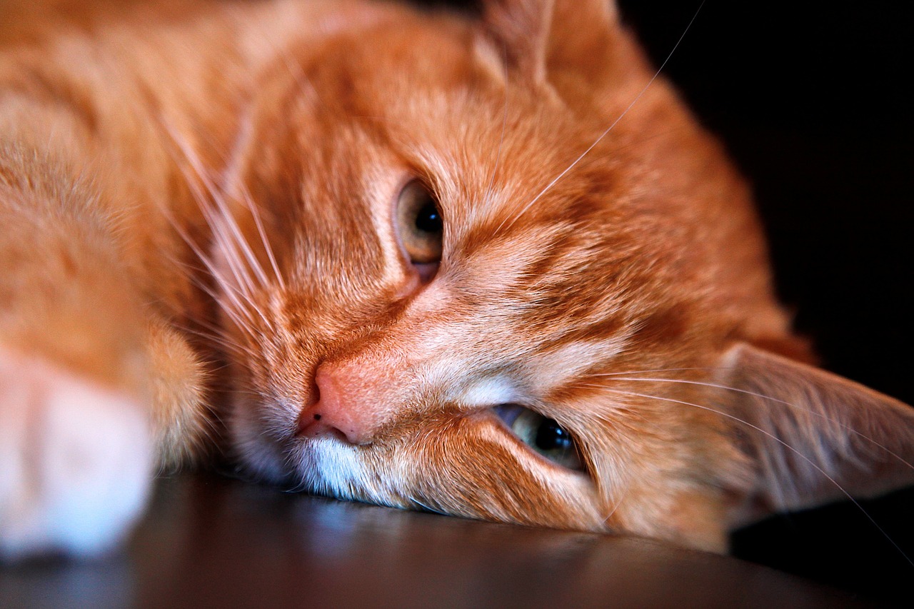 Image - cat animal kitten cute floor eyes
