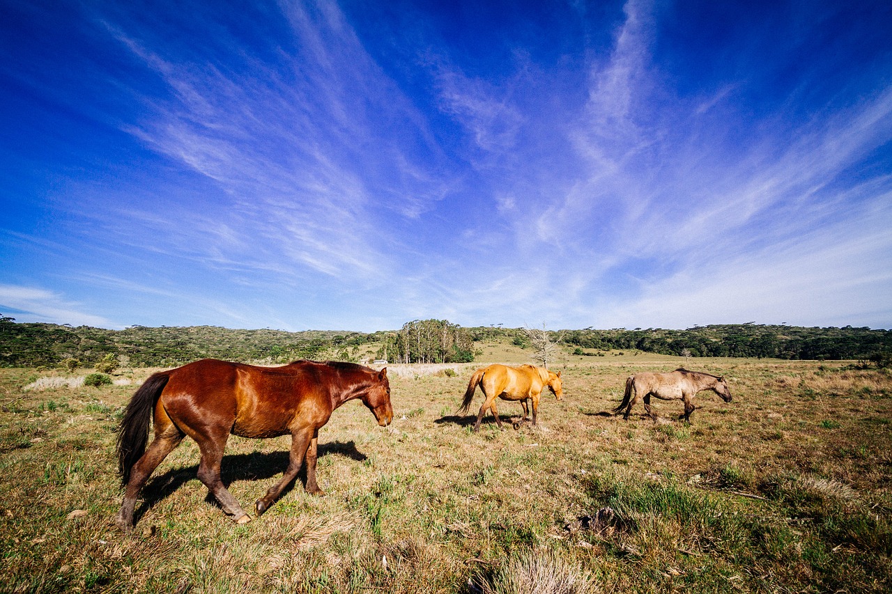 Image - horse animal brown grassland