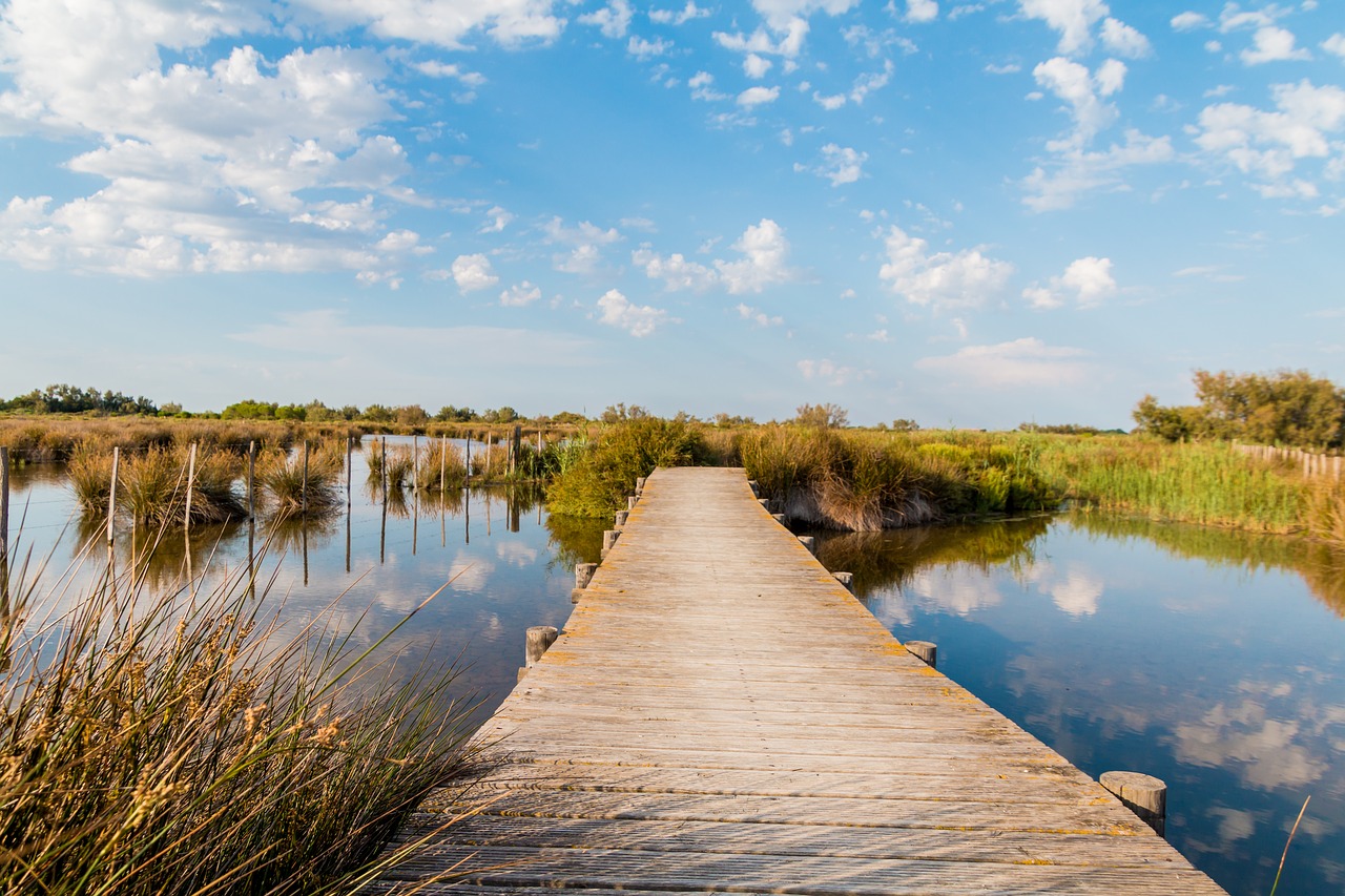 Image - web nature camargue water reed