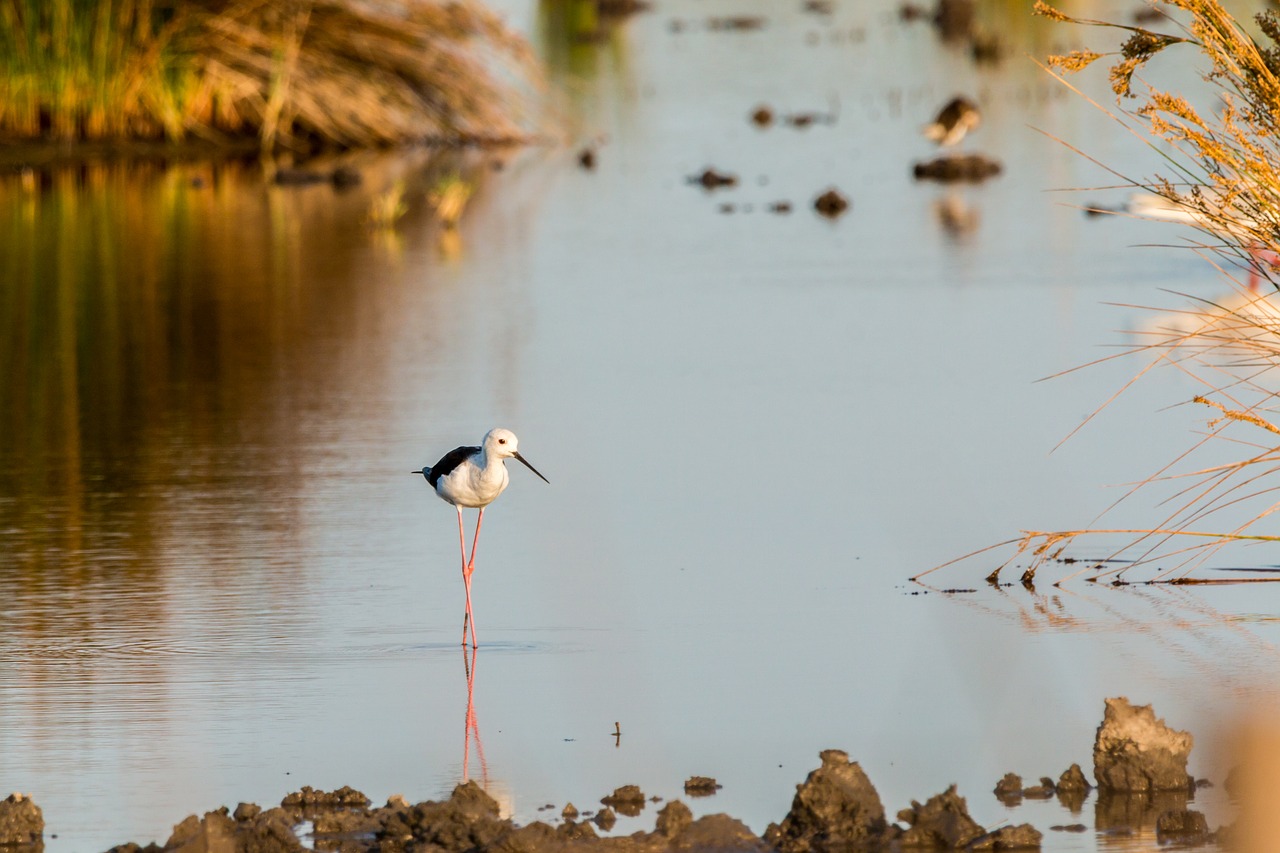 Image - stilt bird stilt mirroring avocet