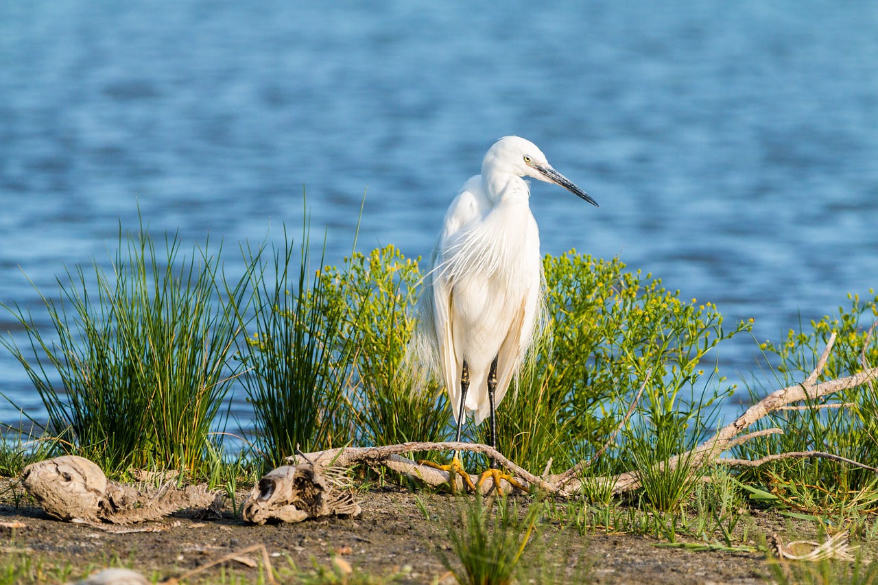 Image - little egret white heron