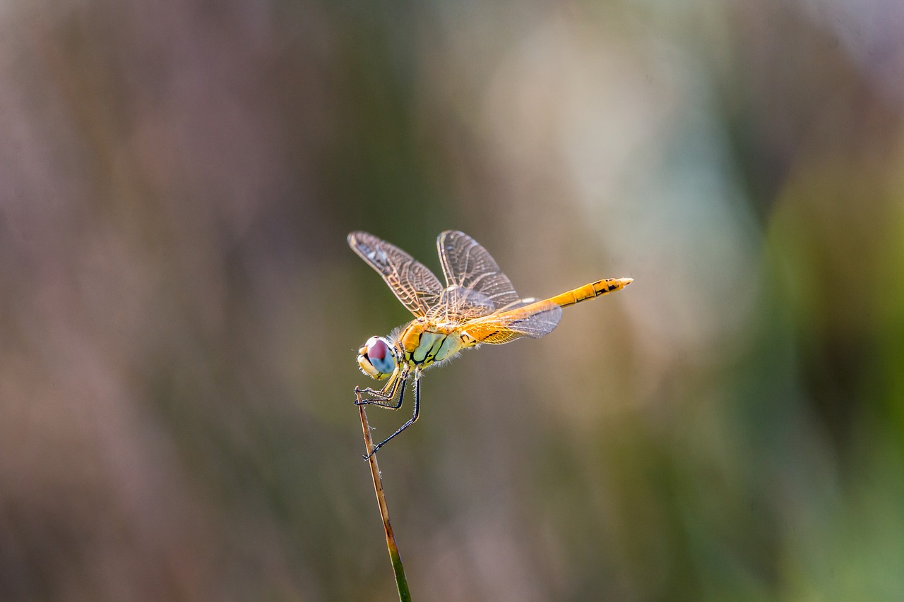 Image - dragonfly golden dragonfly macro