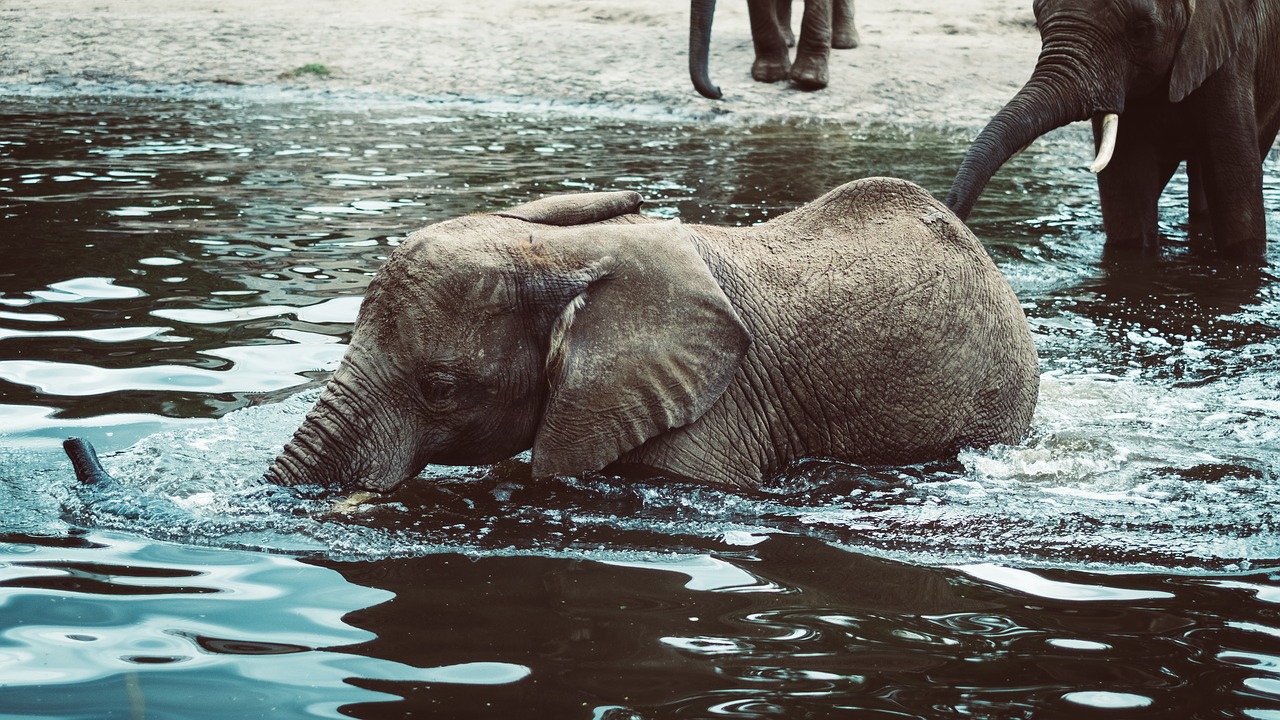 Image - river lake animal elephant ears