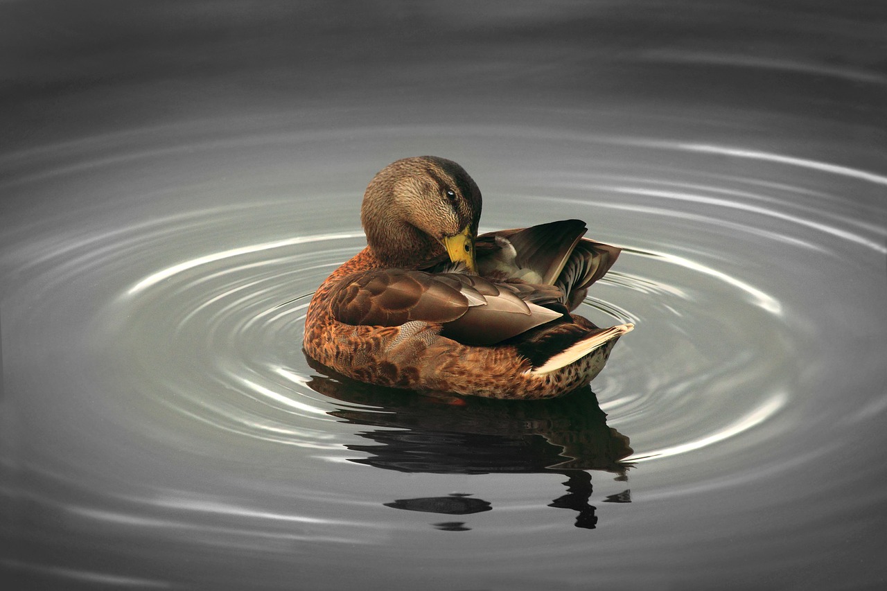 Image - duck river swamp water beautiful