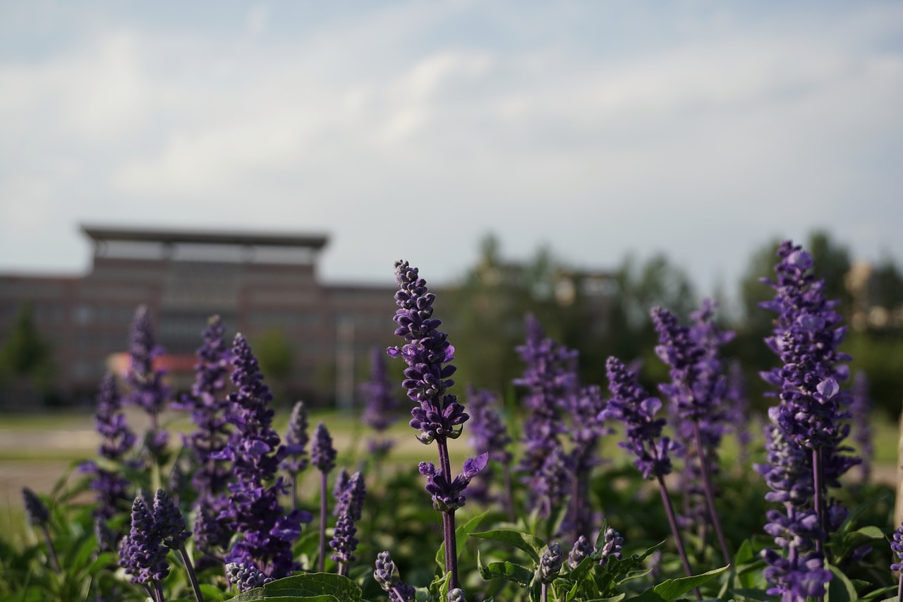 Image - grassland lavender campus