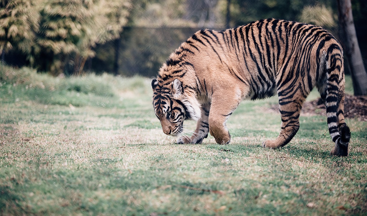 Image - tiger cat animal wildlife woods