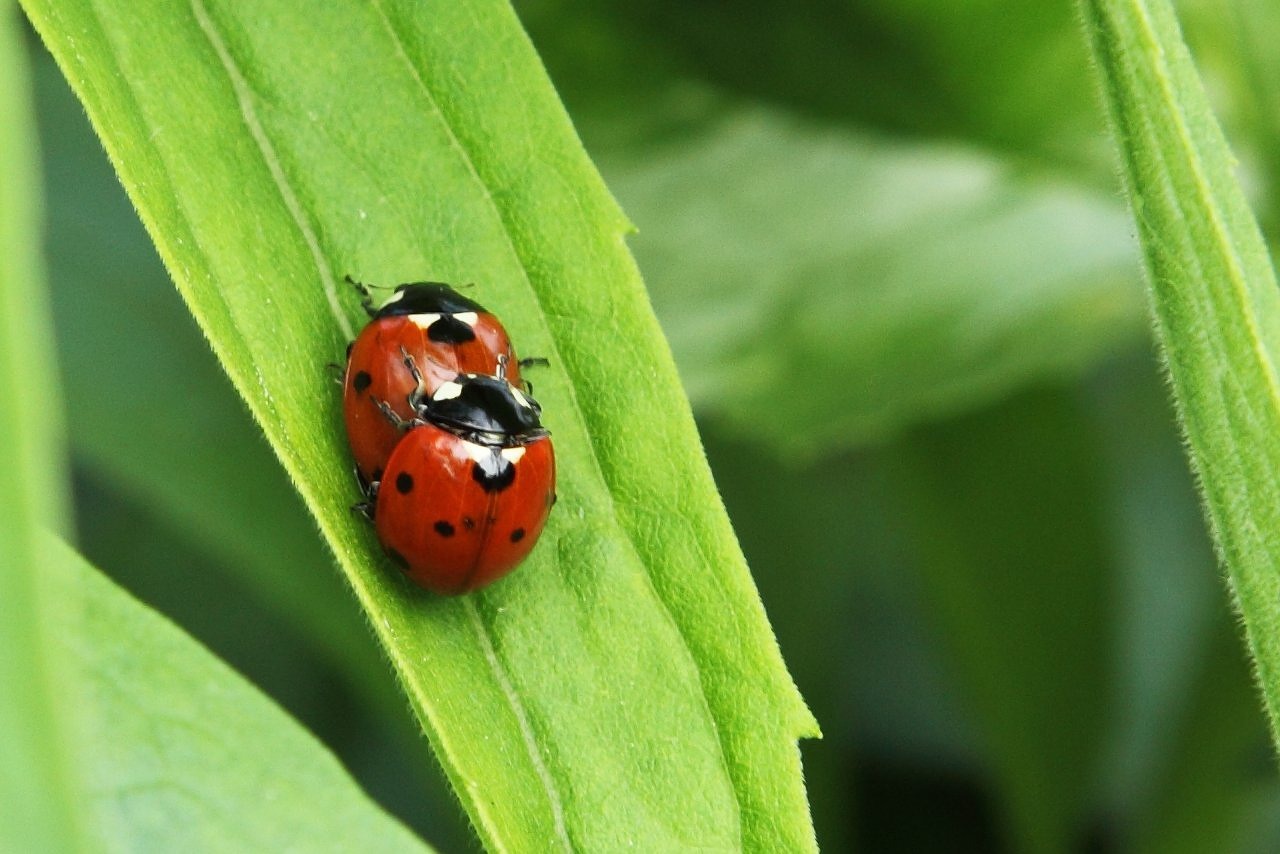 Image - animal beetle bug copulate couple