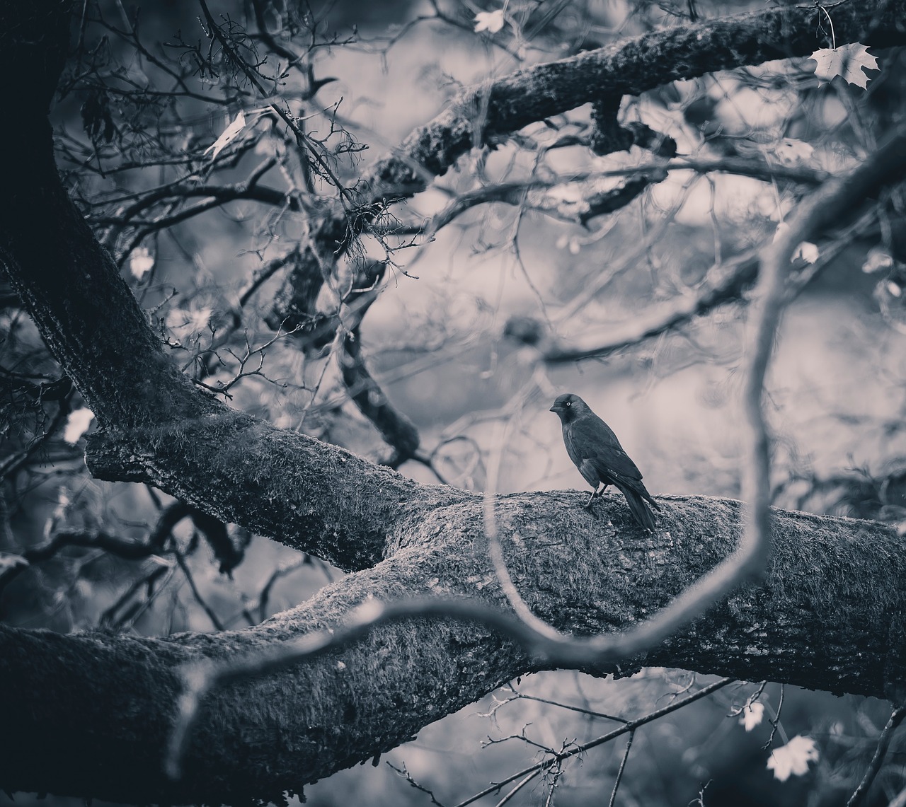 Image - trees forest bird twigs woods