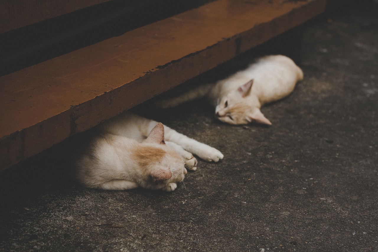 Image - cat animal kitten cute floor