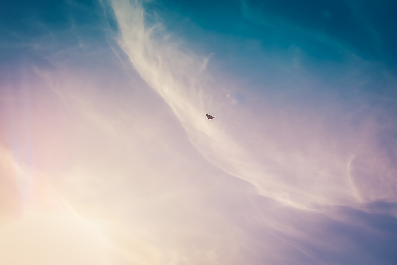 Image - clouds sky aerial bird sun sunny