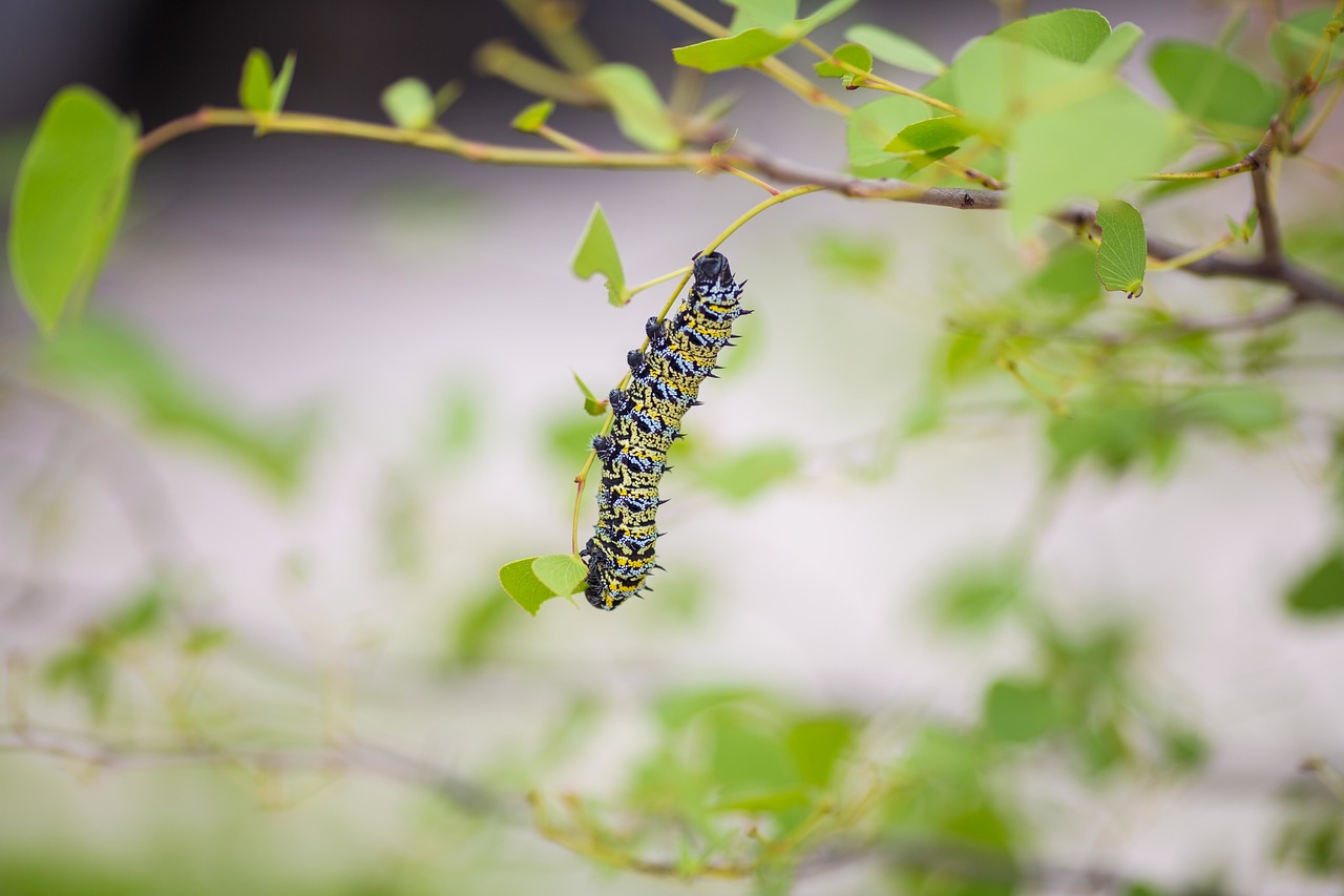 Image - caterpillar leaves green butterfly