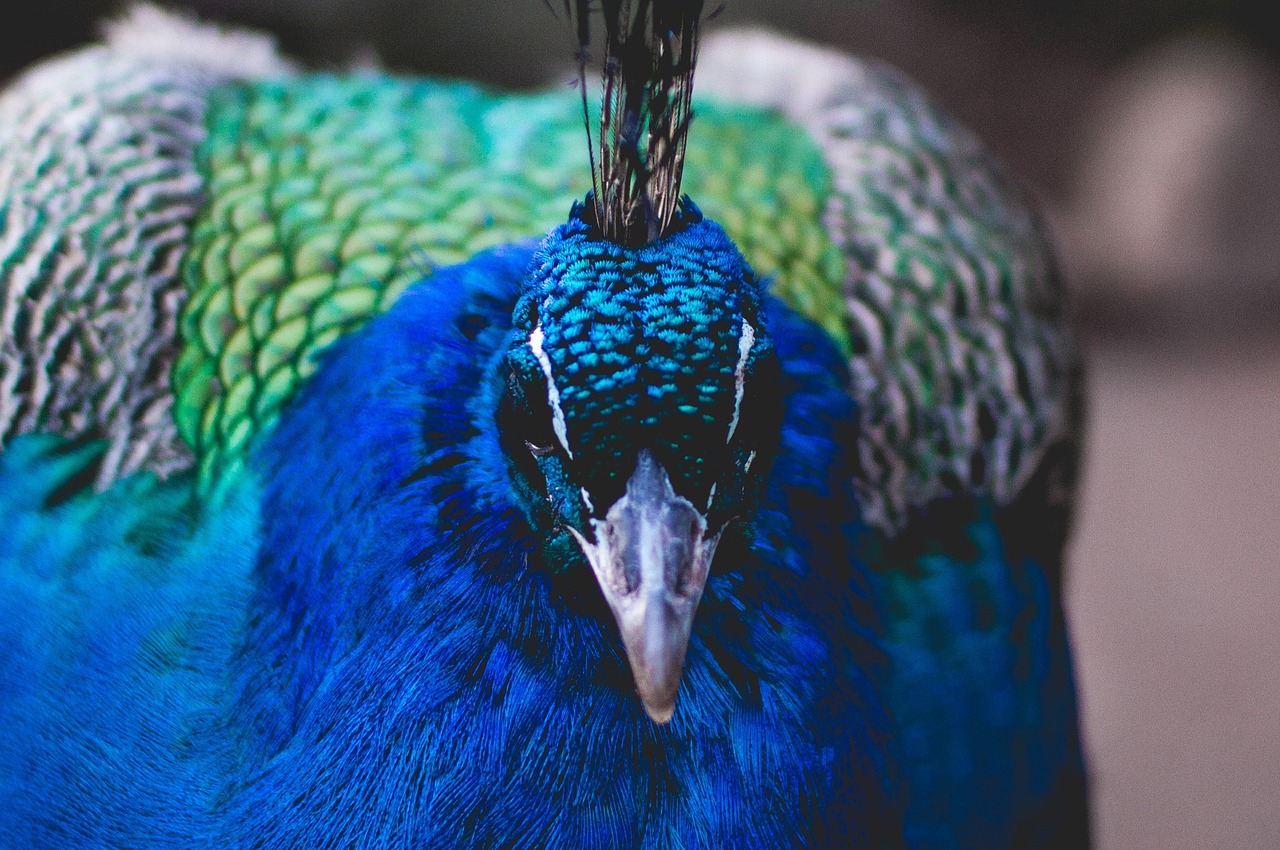 Image - bird fly animal peacock colorful