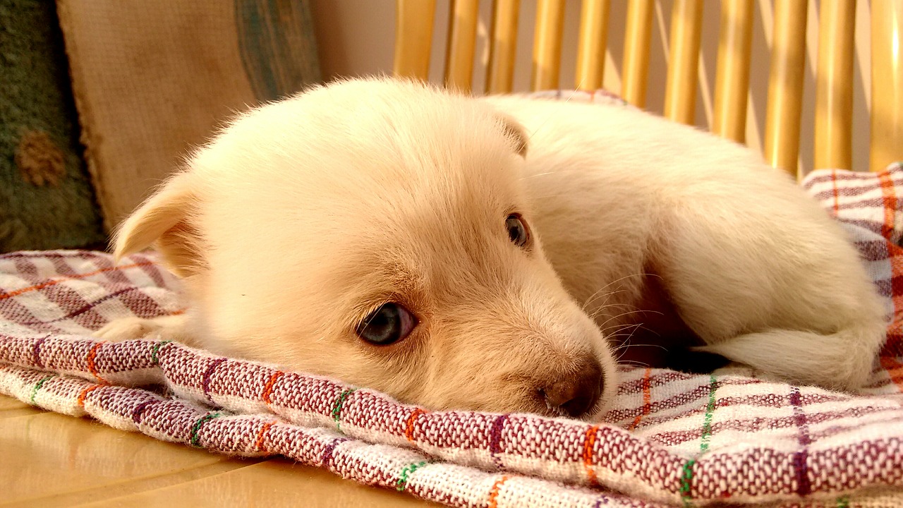 Image - dog puppy animal cute blanket