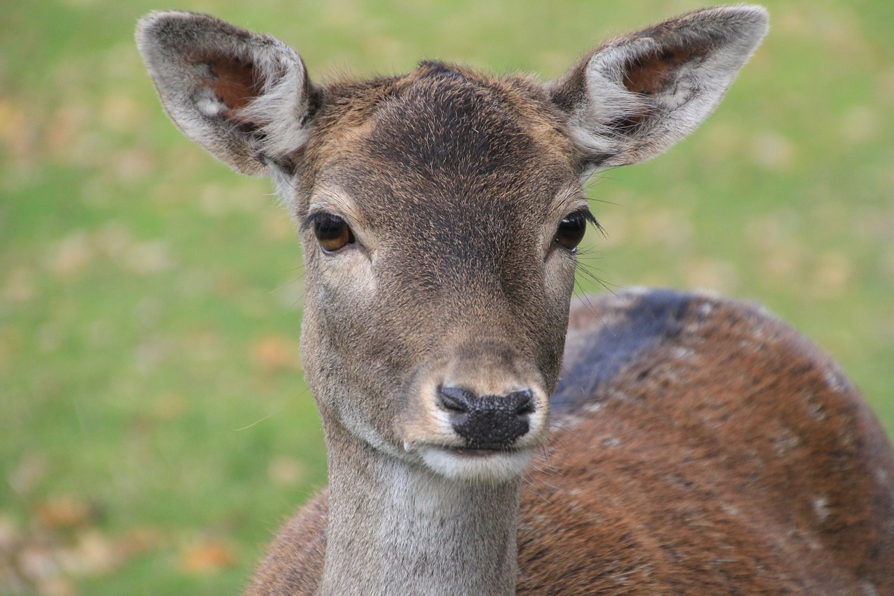 Image - roe deer dülmen germany wild mammal