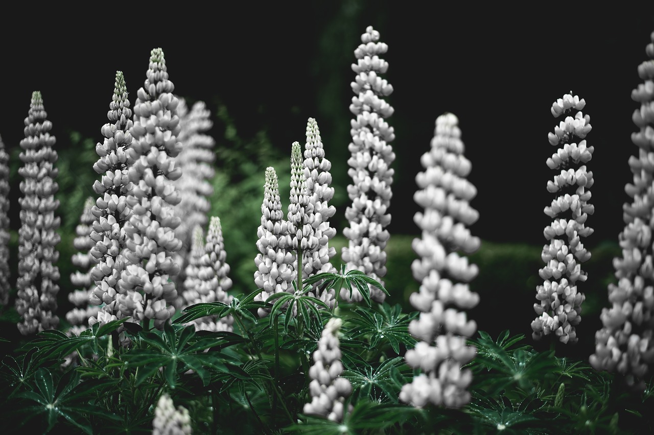 Image - lupines flower leaves garden plant