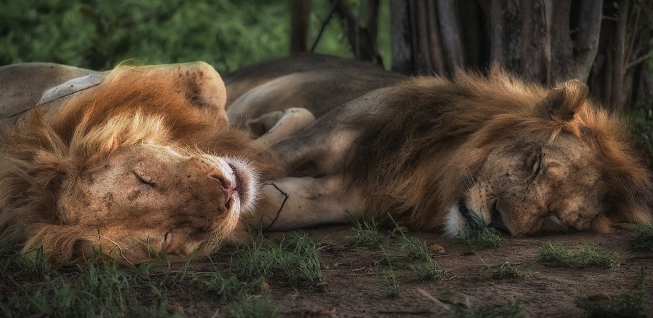 Image - lion tiger wildlife forest woods