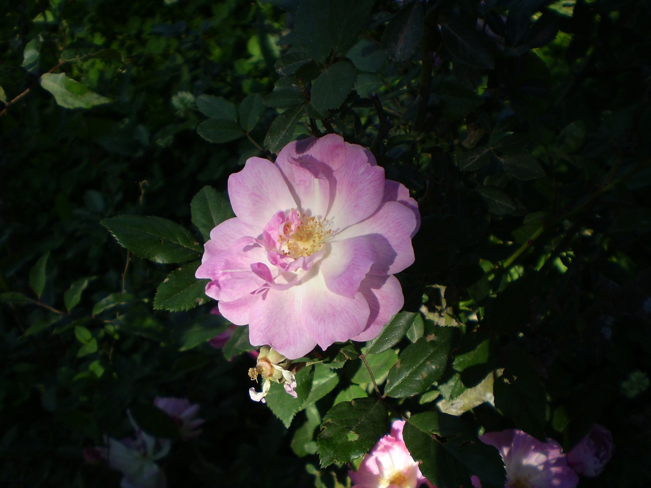 Image - rosa pink flower penumbra