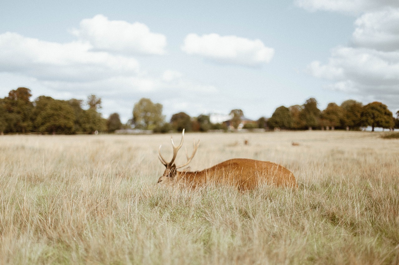 Image - deer wildlife grass trees forest