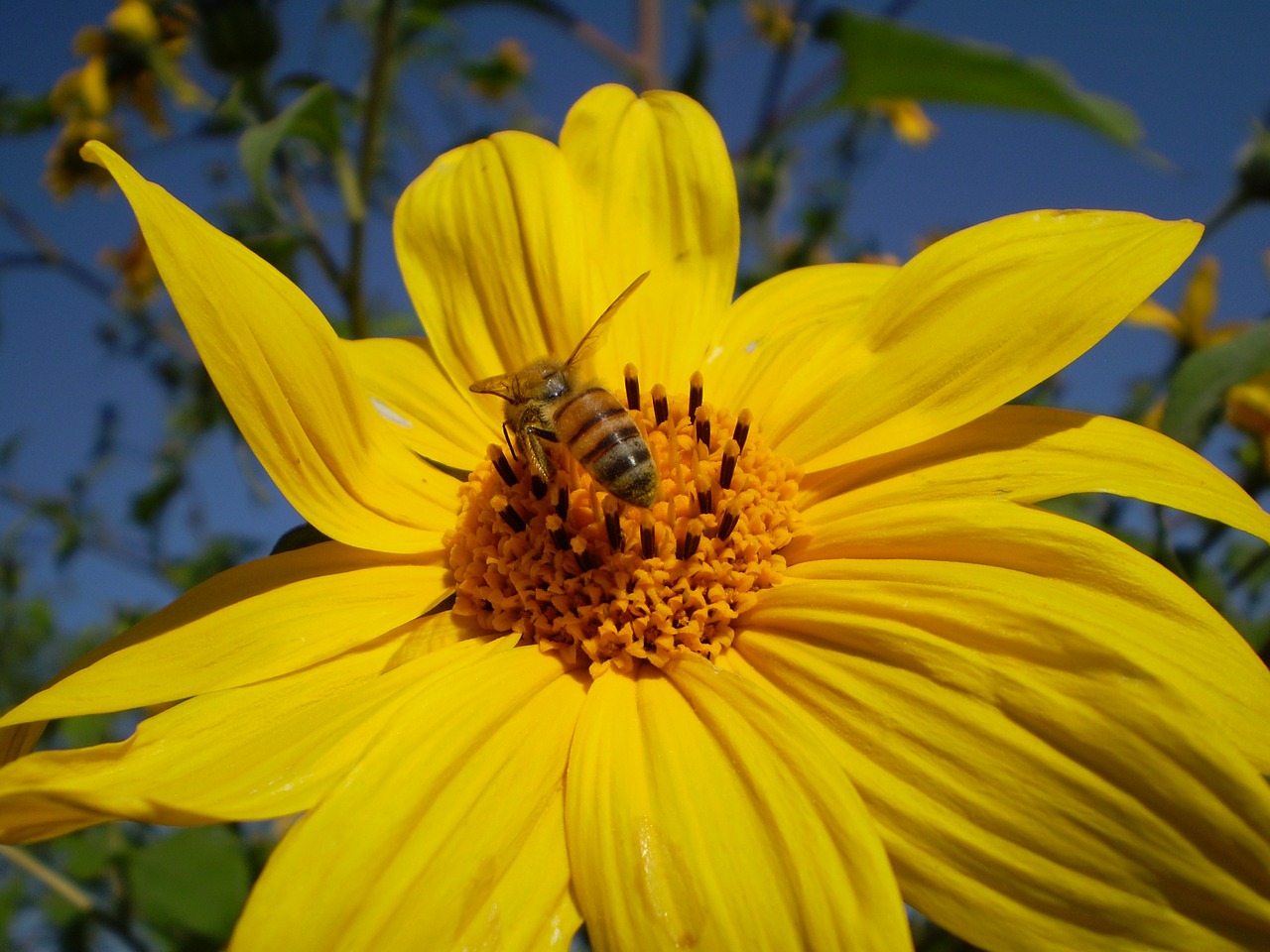 Image - yellow flower bee hostal sucking