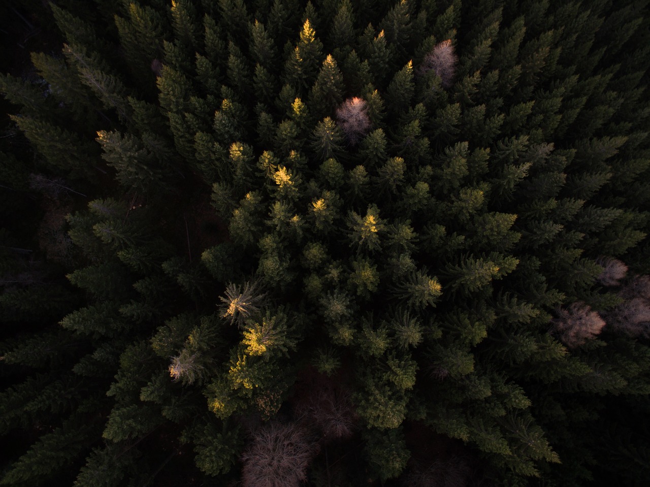 Image - trees plant aerial view autumn