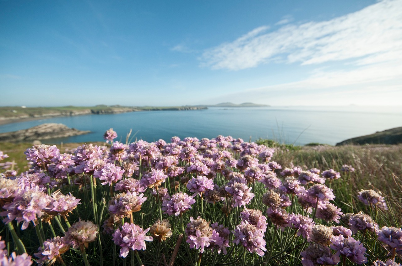 Image - sea water coast green grass farm