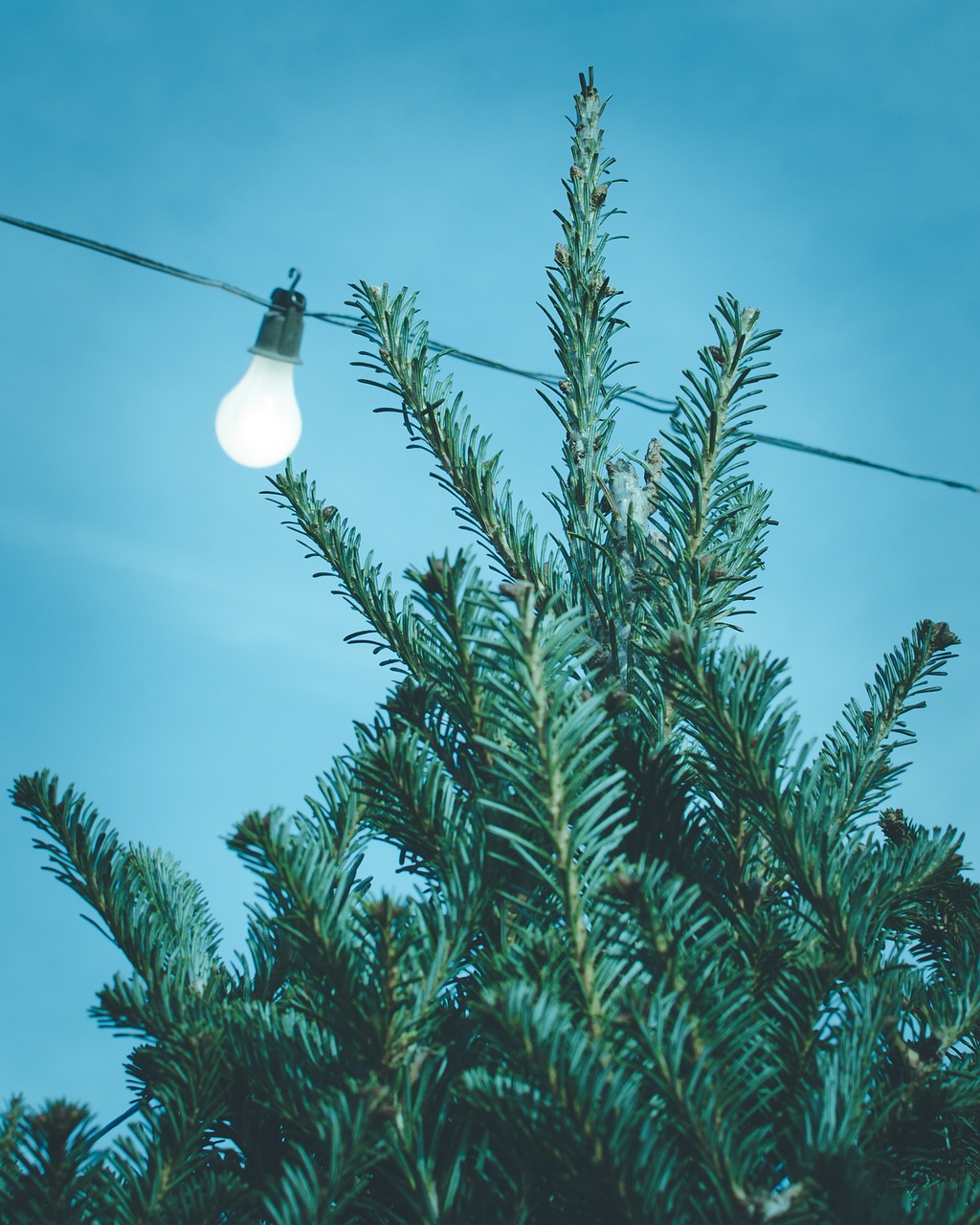 Image - blue sky tree light bulb wire