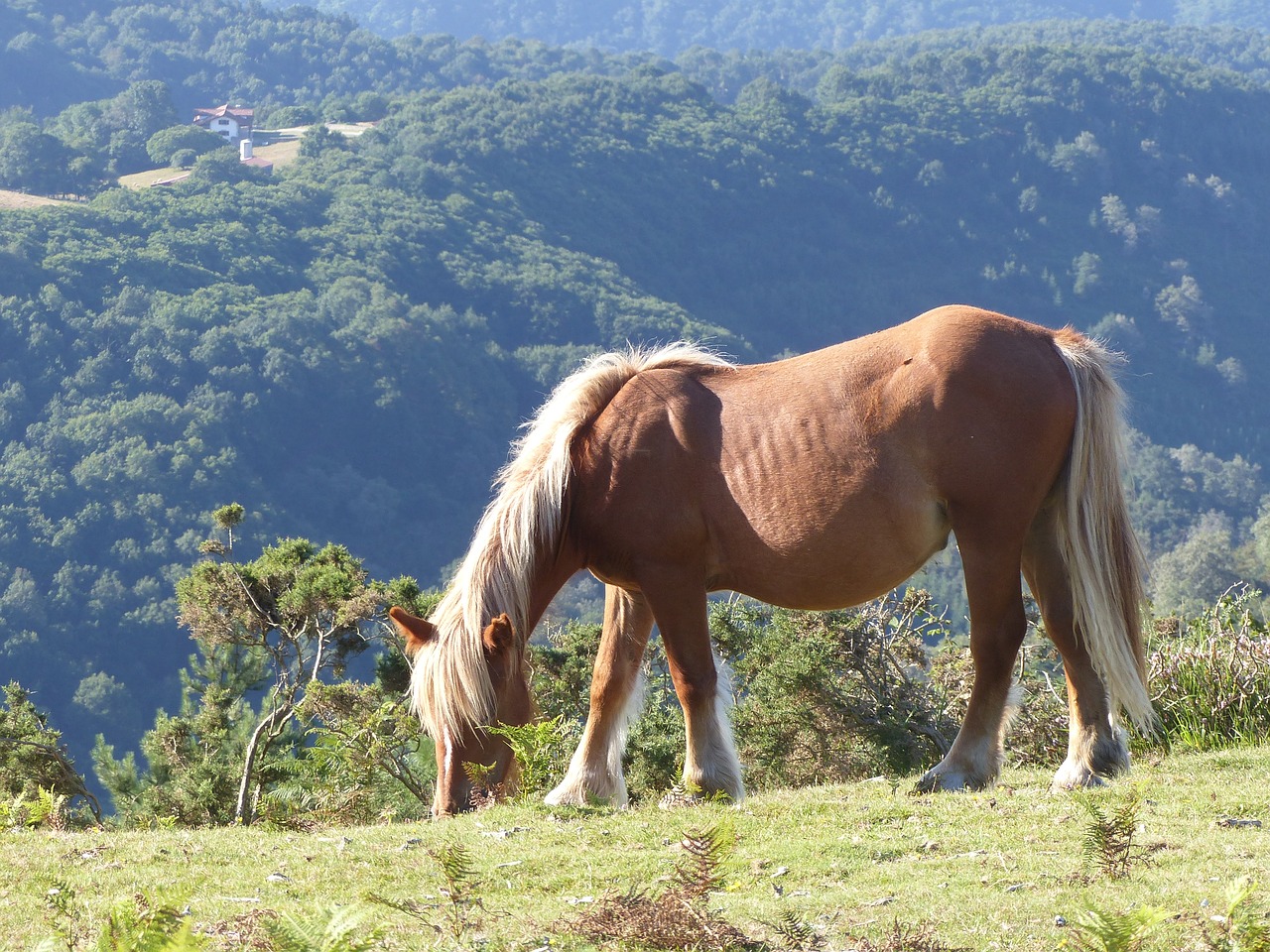 Image - horse mountain horses hiking