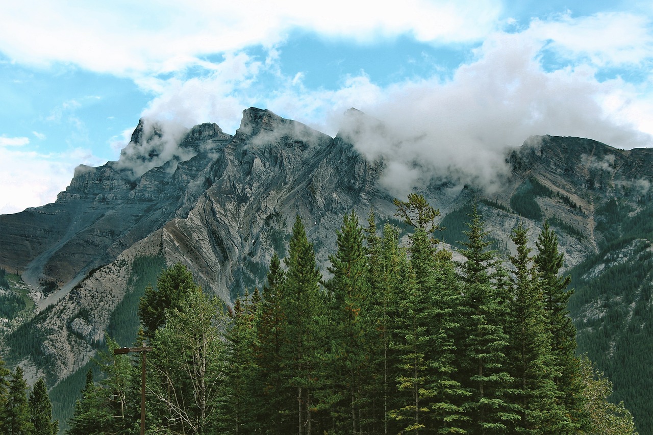 Image - people trees plant nature highland