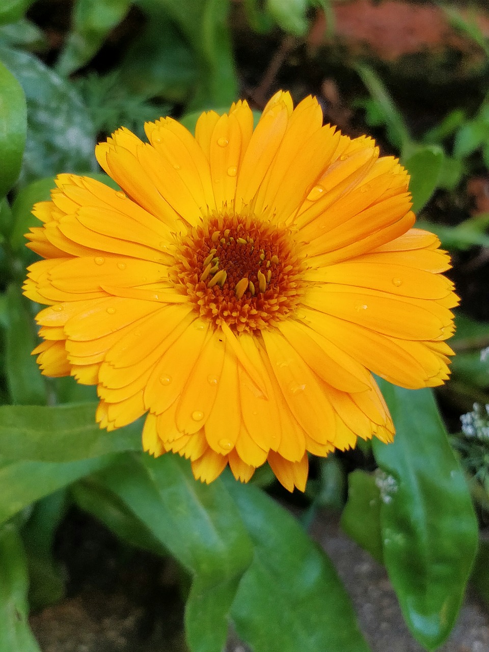 Image - flower summer yellow horticulture