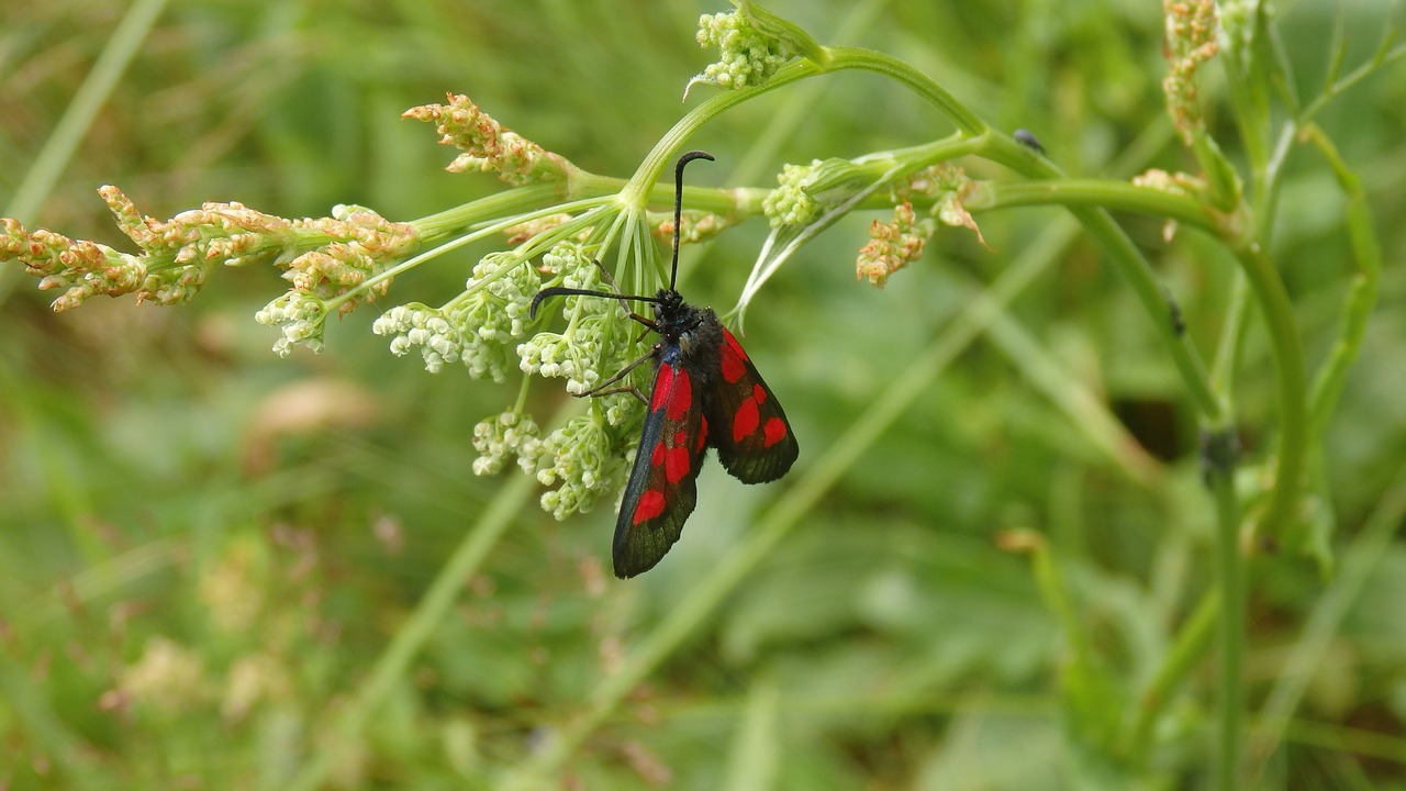 Image - butterfly insect nature closeup