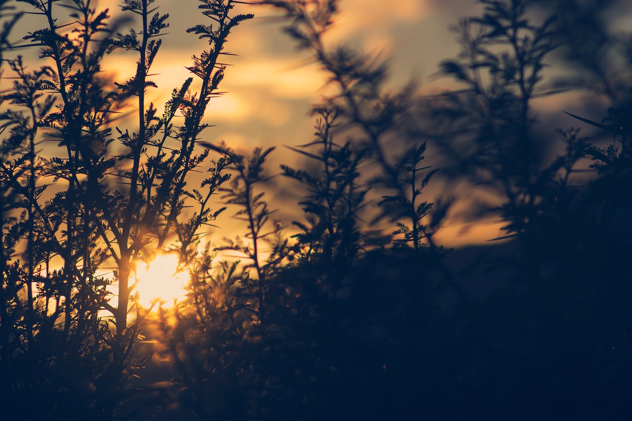 Image - sunset blur outdoor nature grass