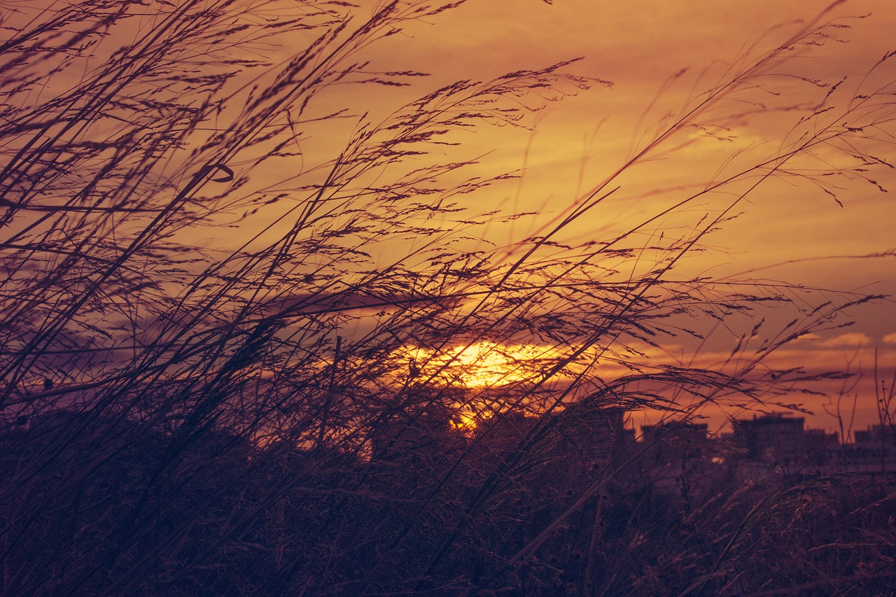 Image - sunset blur outdoor nature grass