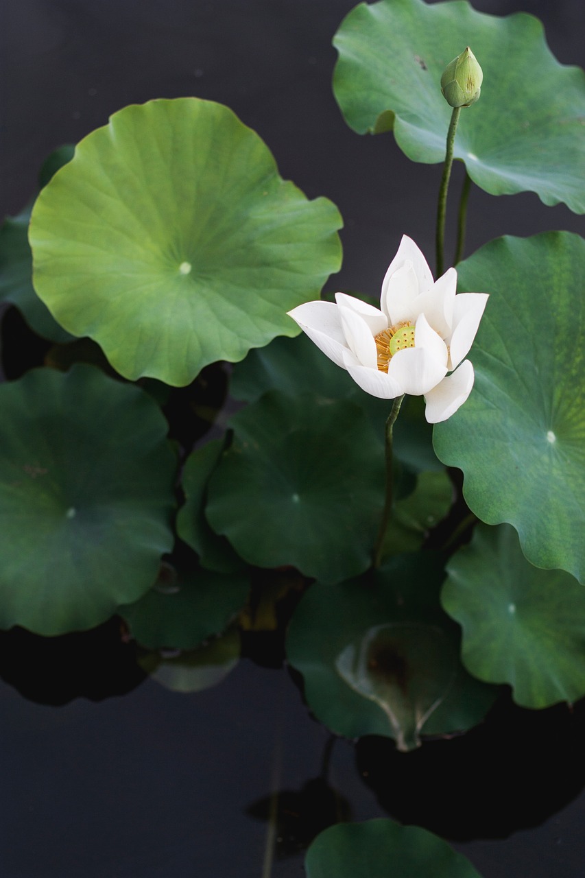 Image - green leaf plant flower petal