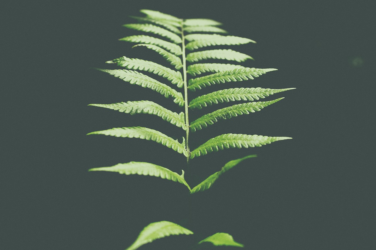 Image - fern green leaf plant