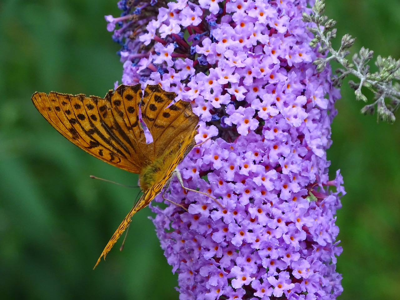 Image - fritillary summer lilac butterfly