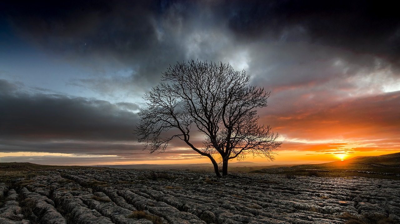 Image - sunset silhouette tree plant field
