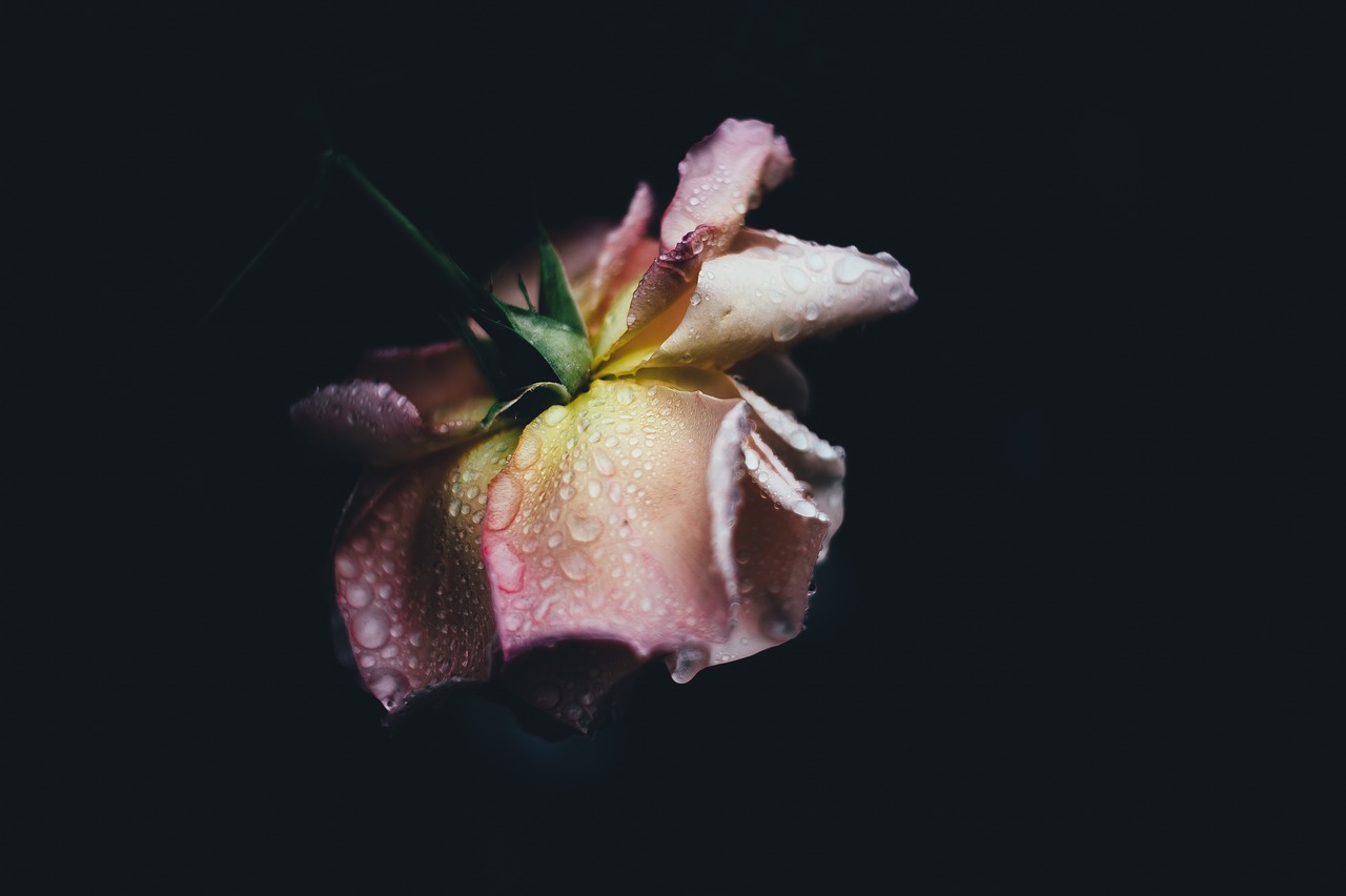 Image - dark waterdrop wet petal