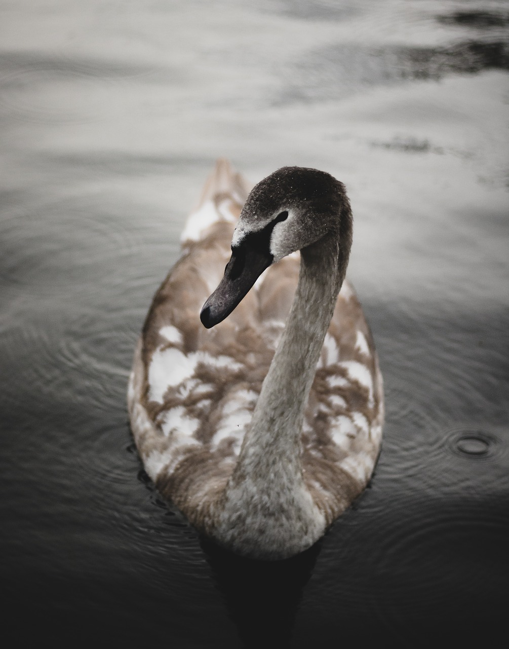 Image - duck swan bird animal dark