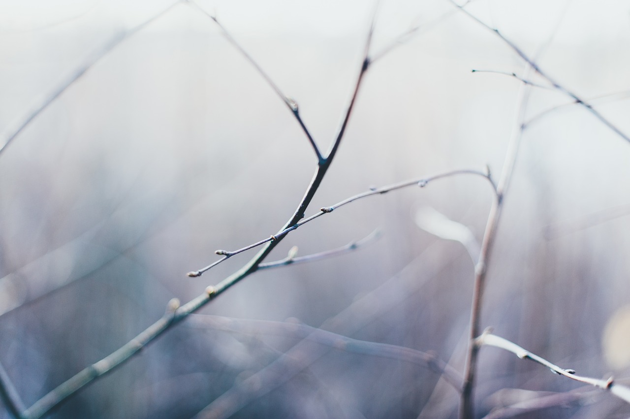 Image - tree branch blur snow