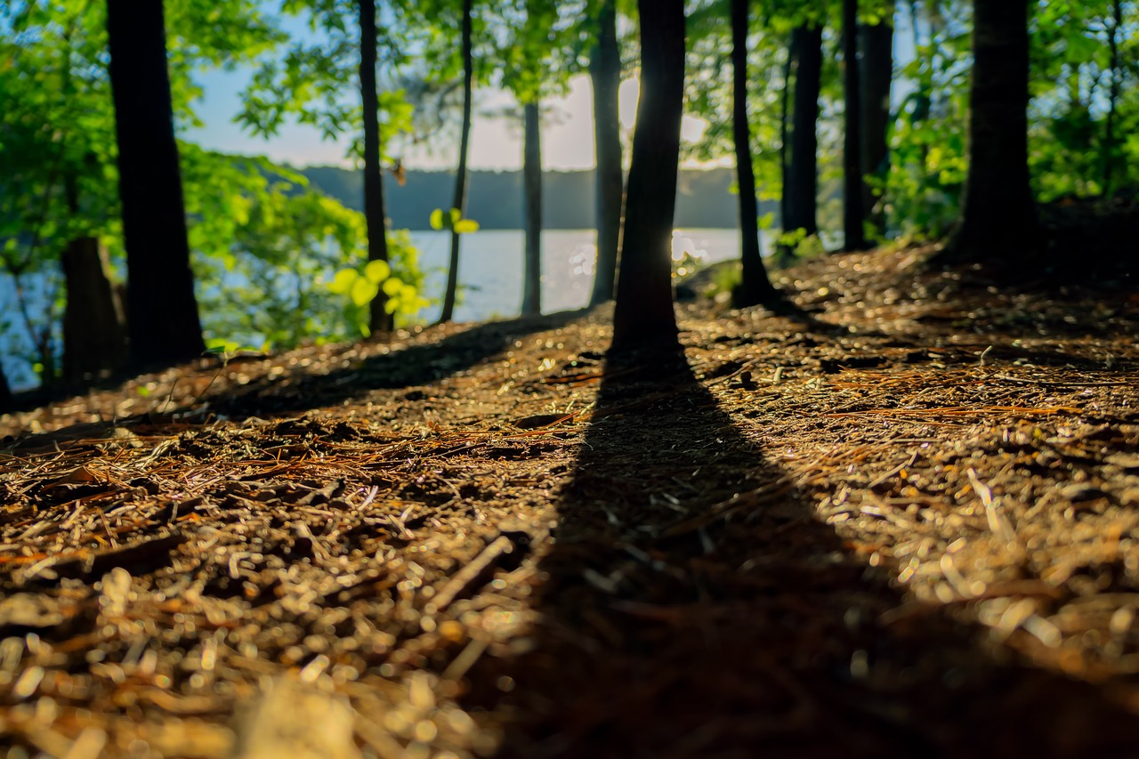 Image - trees plant nature forest sunny