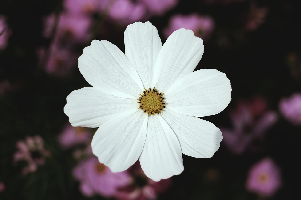 Image - white petal flower blur outdoor