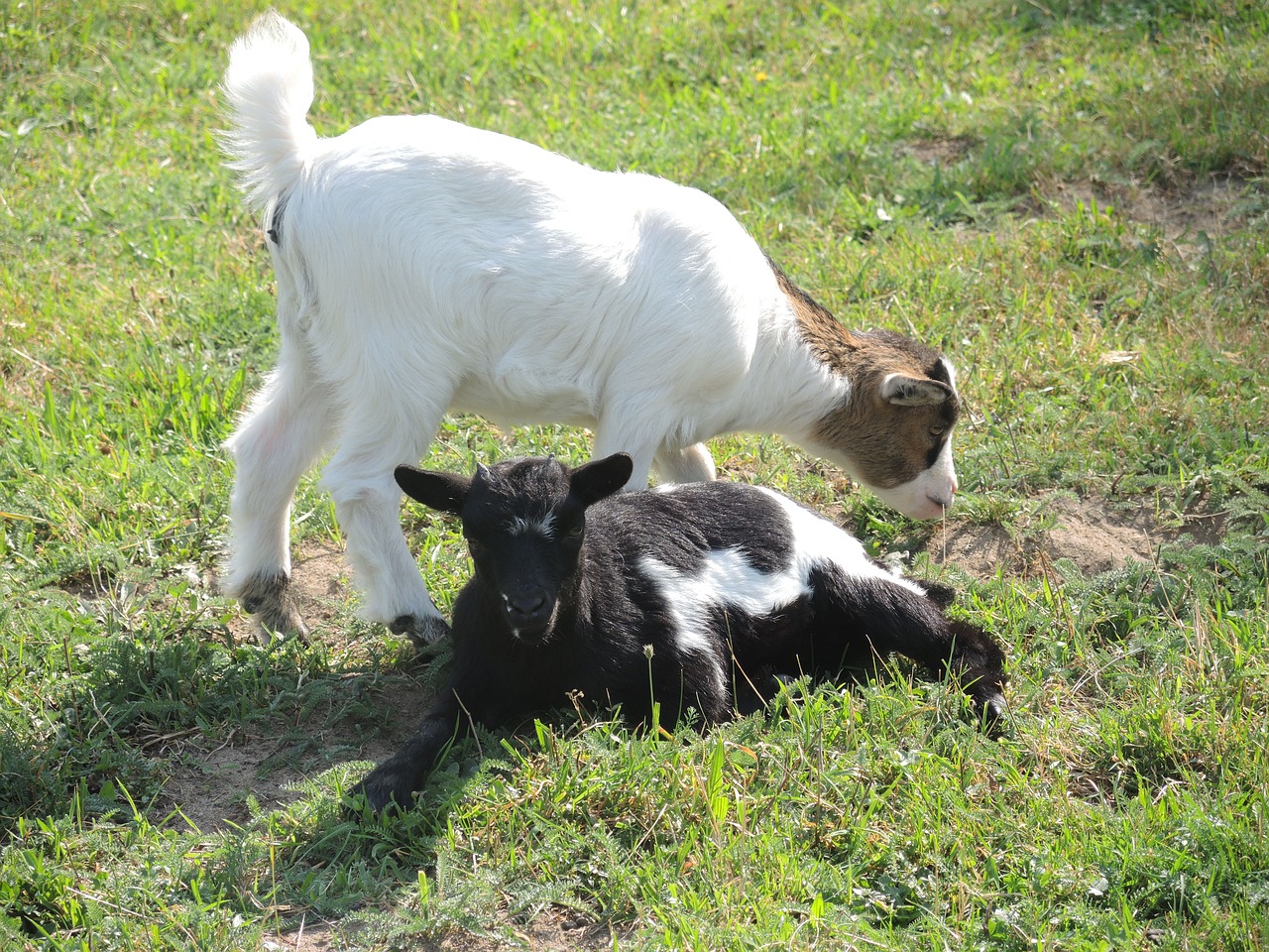 Image - dwarf goat animals black white